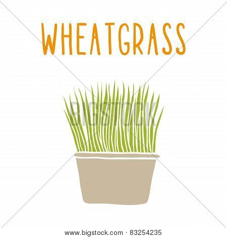 Wheatgrass.