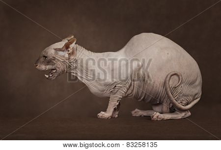 Hairless Don Sphinx Cat Angry And Ready To Attack