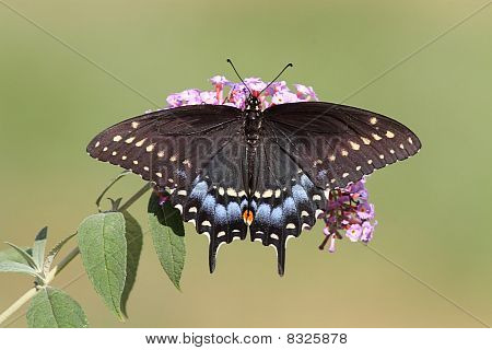 Farfalla Papilio polyxenes