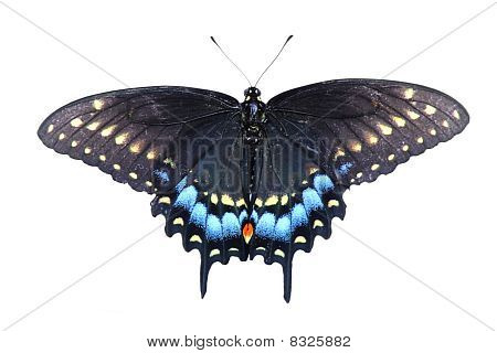 Farfalla Papilio polyxenes isolato