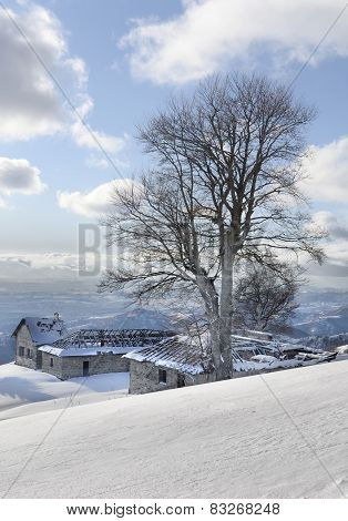 Beautiful background of a tree in winter