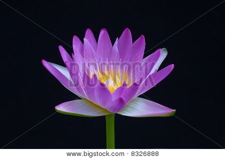 vilolet บัวบนพื้นหลังสีดำ