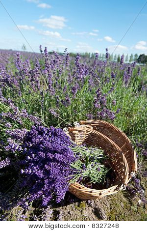 Kommissionierung Lavendel