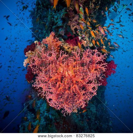 Valentine heart made of corals (Dendronephthya hemprichi) on blue water background