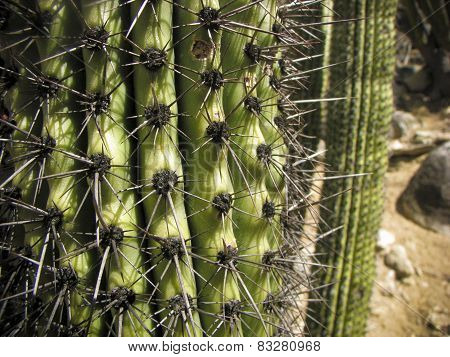 Cactus in the desert