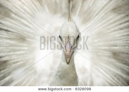 weiße Pfau