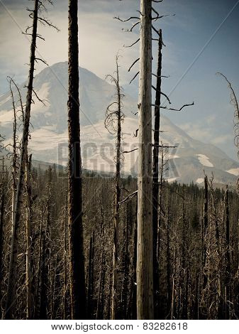 Mountain behind bleak trees