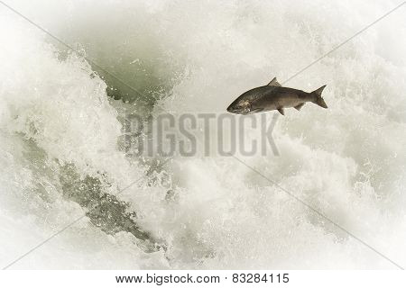 Spawning salmon
