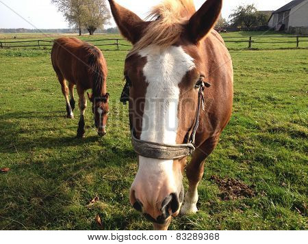 Two Horses