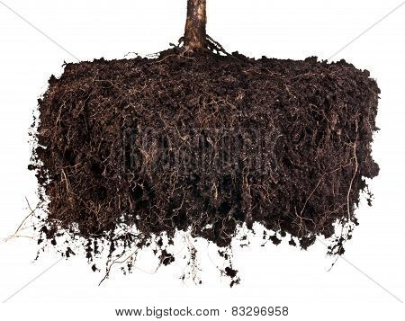 Roots Tree