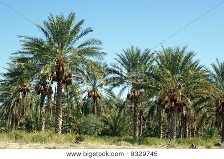 Frutteto