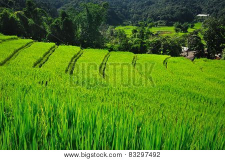 Terrace rice fields in Mae Chaem District Chiang Mai, Thailand