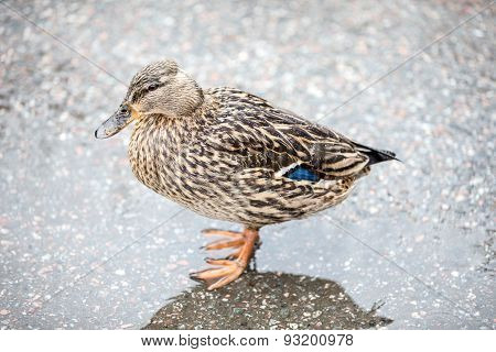 Mallard