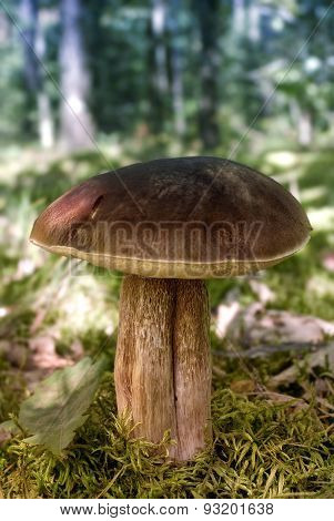 Big Mushroom