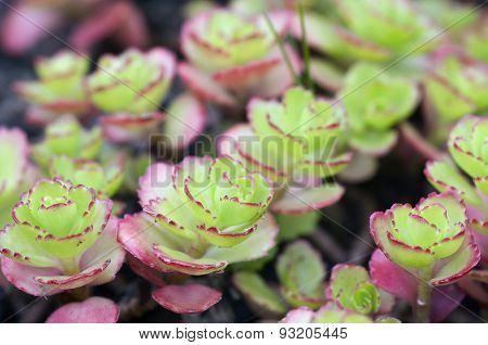 Houseleek