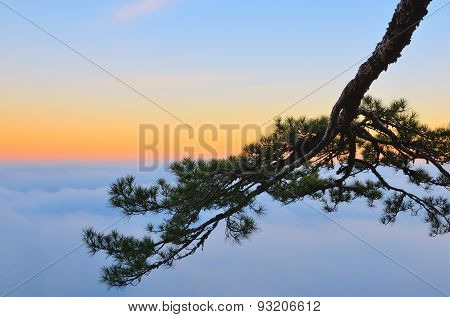 A tree branch above the clouds at sunset.
