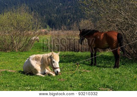 Horse In Meadow