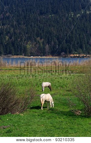 Horse In Meadow