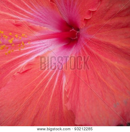 Red Hibiscus Flower