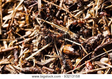 ant hill