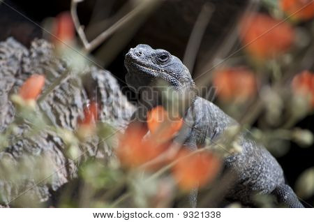 Chuckwalla 도마뱀 Sauromalus obesus