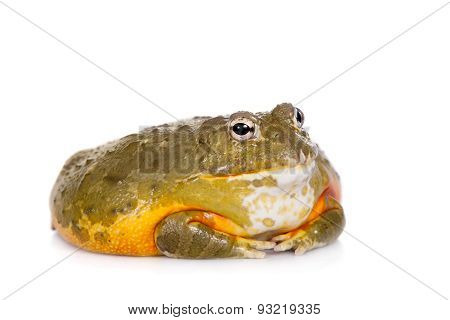 The African bullfrog on white