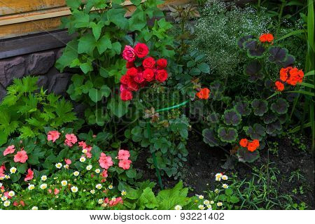 Beautiful Garden With Roses And Daisy