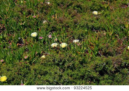 spring flowers