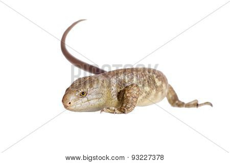 The Solomon Islands skink on white