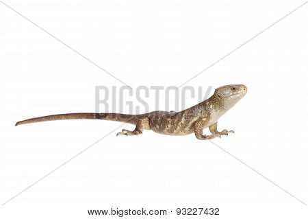 The Solomon Islands skink on white