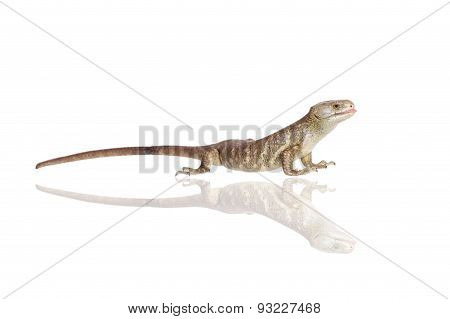 The Solomon Islands skink on white