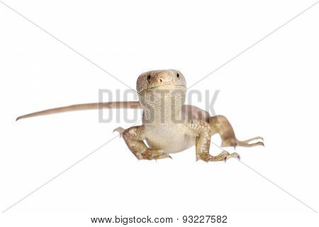 The Solomon Islands skink on white