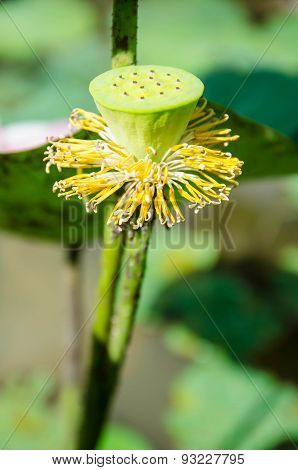 The blooming lotus to remain just a wilt calyx .