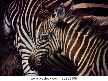 Close Up Face Of Young African Wilderness Zebra Pony In Field