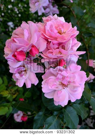 roses