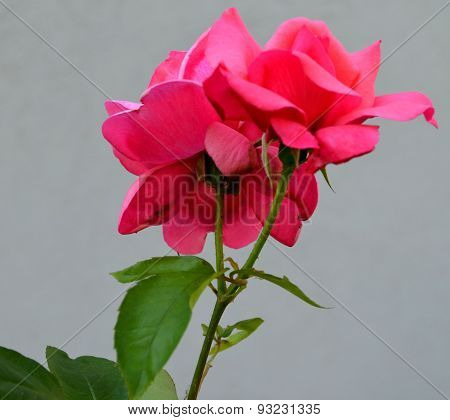 rose
