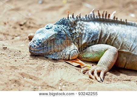 Closeup Of Iguana Or Lizard