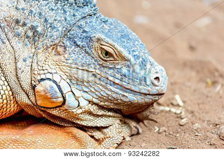 Closeup Of Iguana Or Lizard
