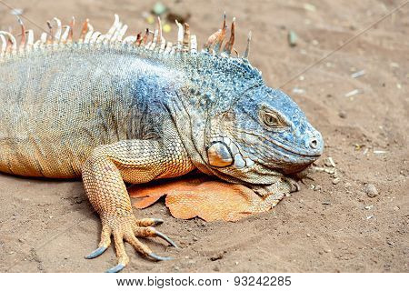 Closeup Of Iguana Or Lizard