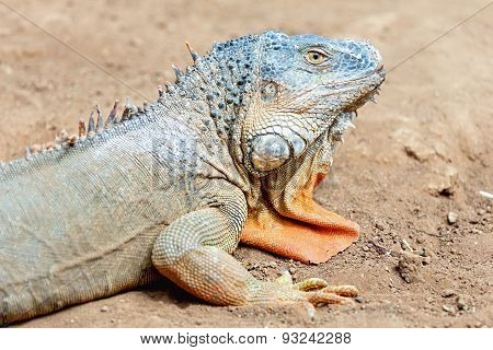 Closeup Of Iguana Or Lizard
