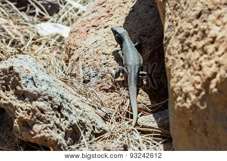 Lizard Or Lacertian Reptile