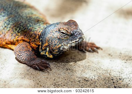 Lizard Or Lacertian Reptile