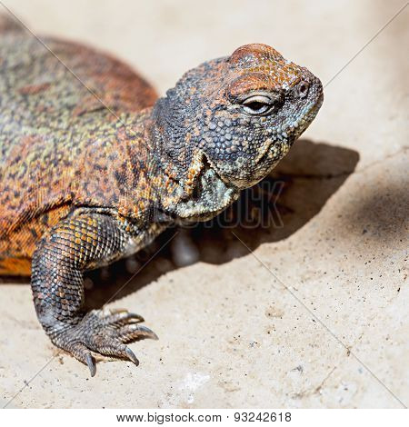 Lizard Or Lacertian Reptile
