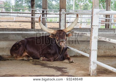 Watusi Big Cow Mammal