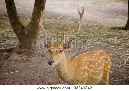 Chital Or Cheetal Deer (axis Axis)