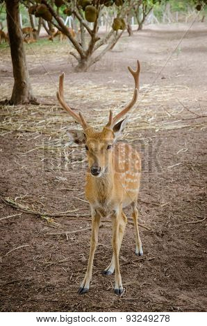 Chital Or Cheetal Deer (axis Axis)