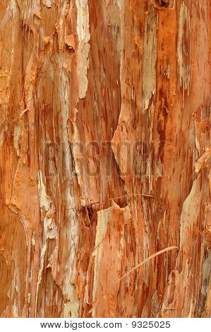 Textura pozadí Paperbark Tree