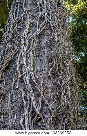 Dead Vines On Tree