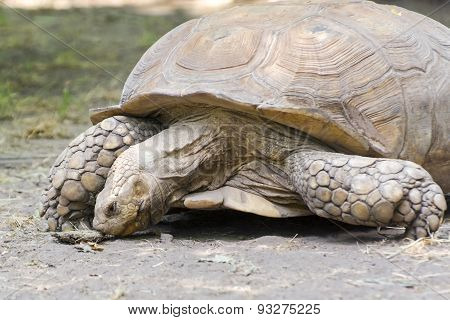 African Spurred Tortoise (centrochelys Sulcata)