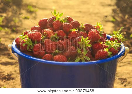 Strawberries in a bucket on the grass
